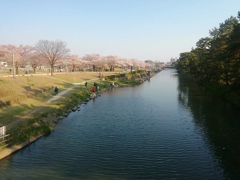 Cherry blossom on a river north of Tokyo